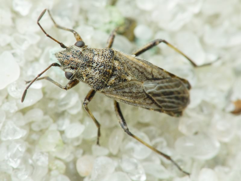Ortholomus punctipennis (Herrich-Schäffer, 1838)